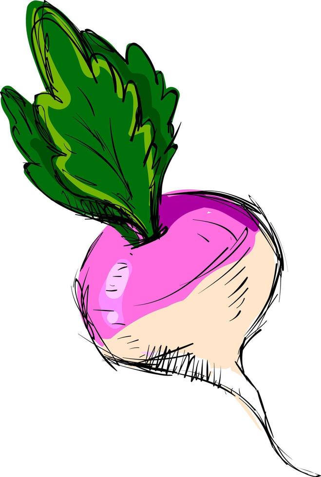 Radish drawing, illustration, vector on white background.