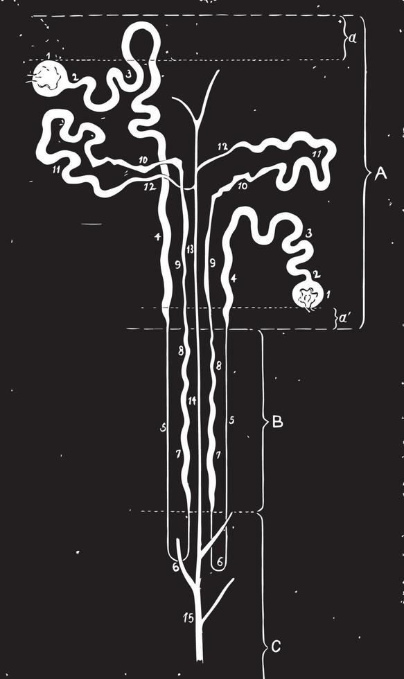 Uriniferous Tubes, vintage illustration. vector