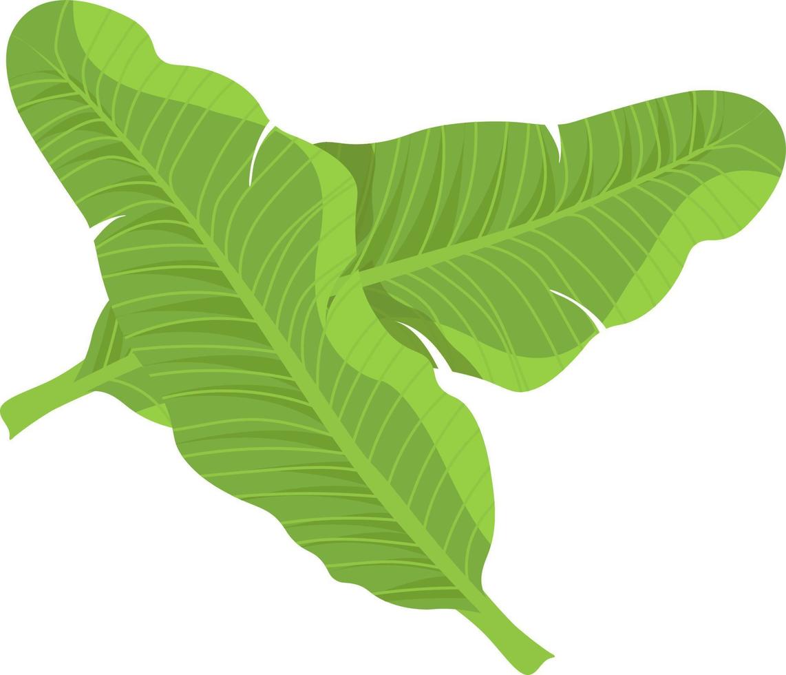 Green banana leaf, illustration, vector on white background