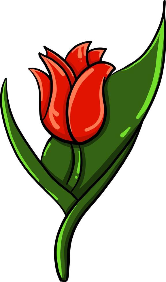Flor de tulipán rojo, ilustración, vector sobre fondo blanco.