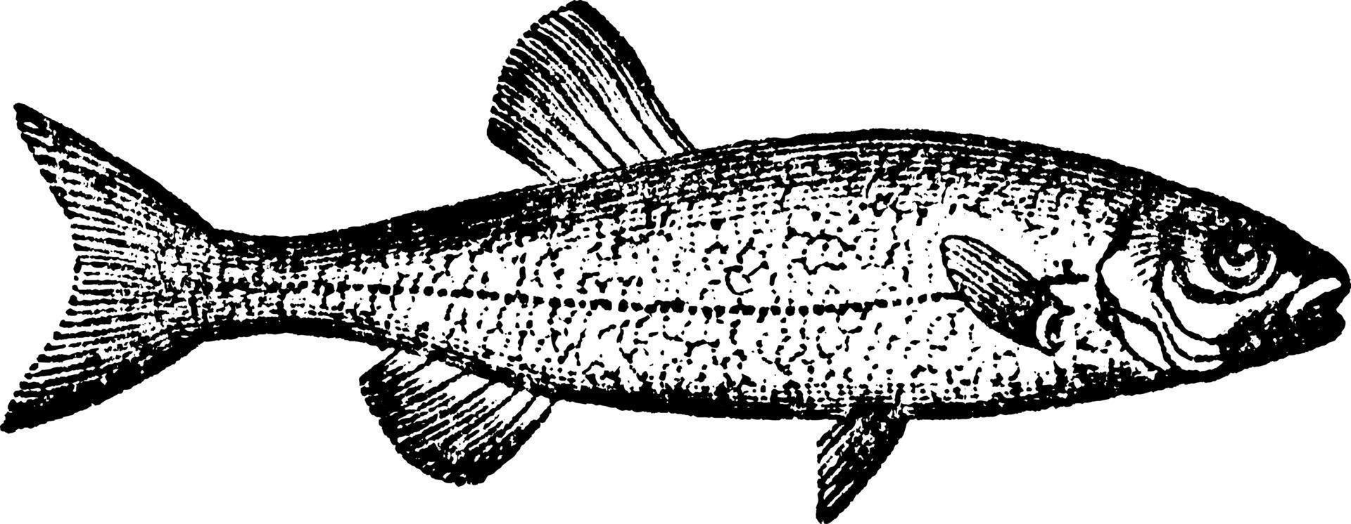 Chub, vintage illustration. vector