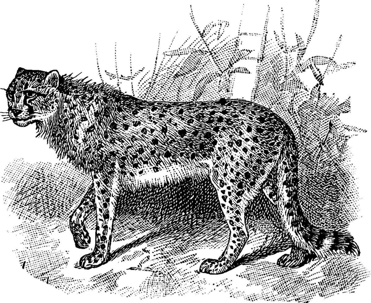 guepardo acinonyx jubatus, ilustración vintage vector