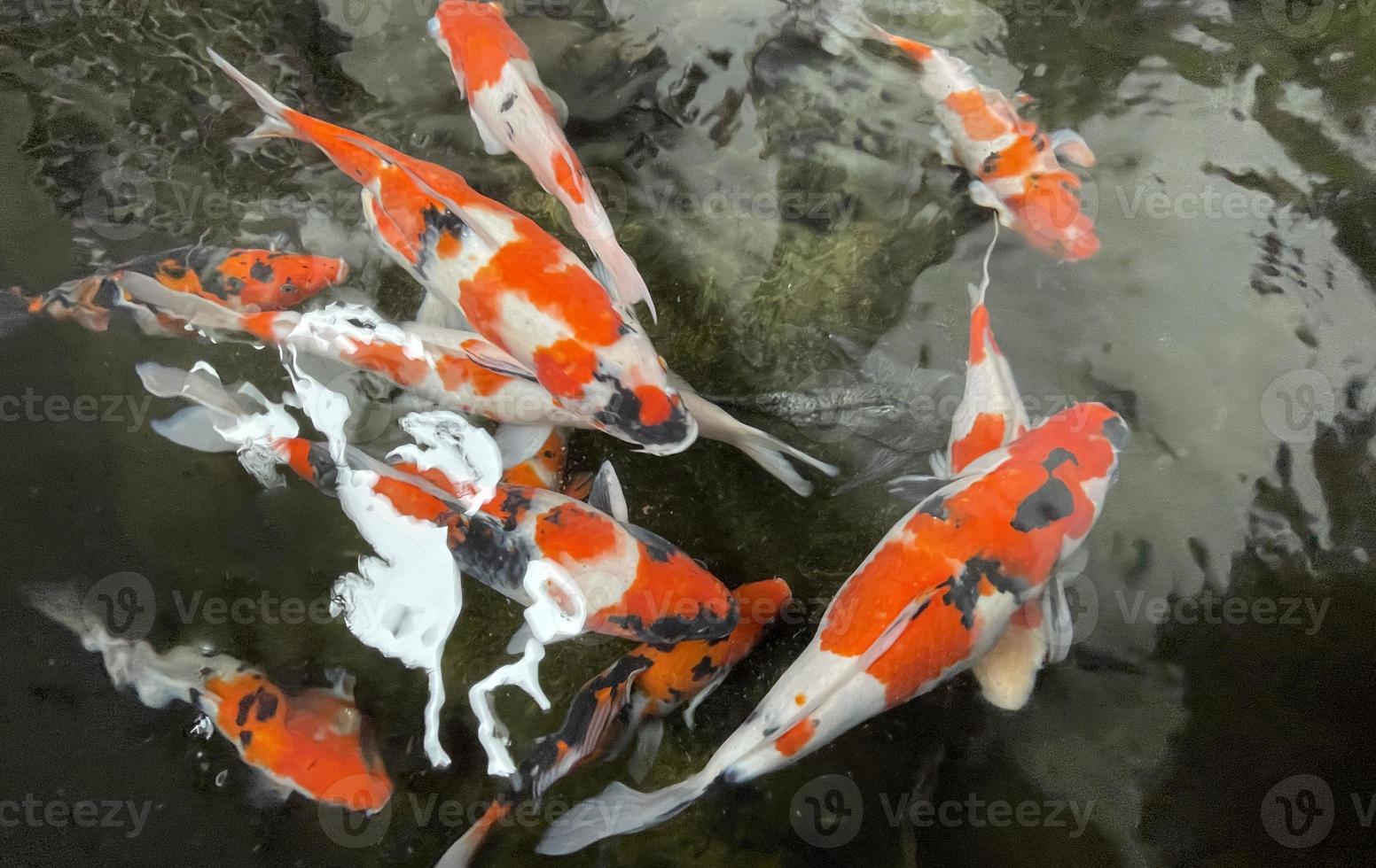 coloridos peces koi ornamentales flotan en el estanque artificial, vista desde arriba foto