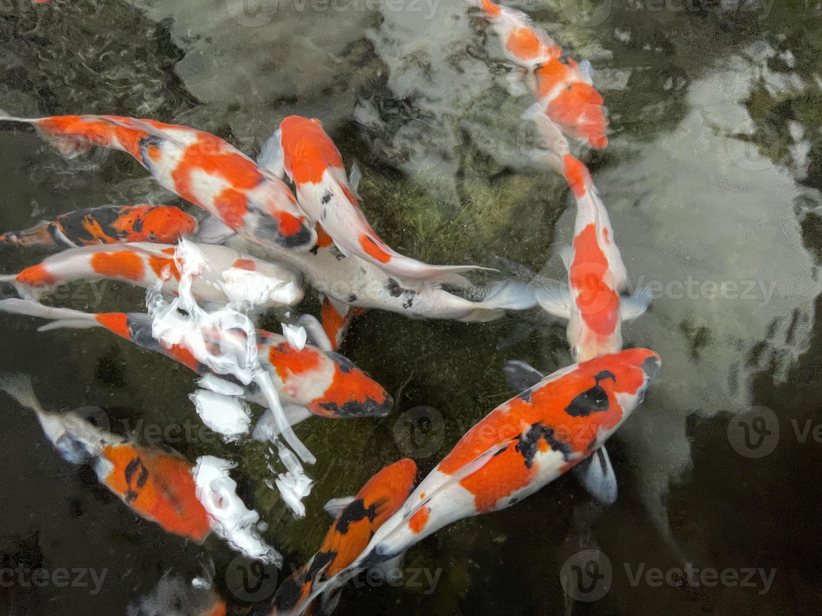 colorful-ornamental-koi-fish-float-in-the-artificial-pond-view-from