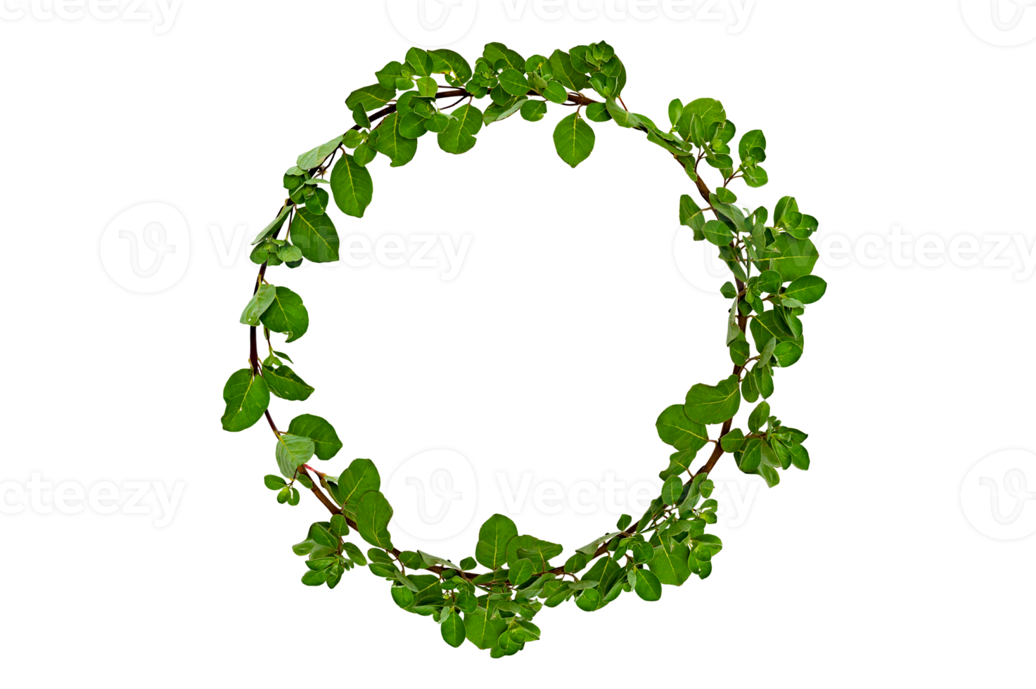 leaf vine circle Isolate on transparent background PNG file