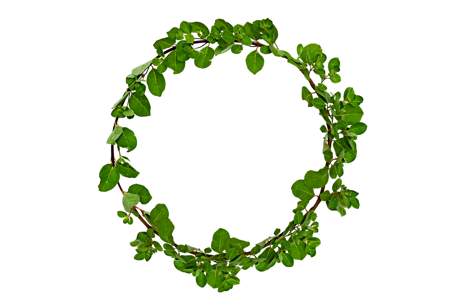 círculo de vid de hoja aislar en archivo png de fondo transparente