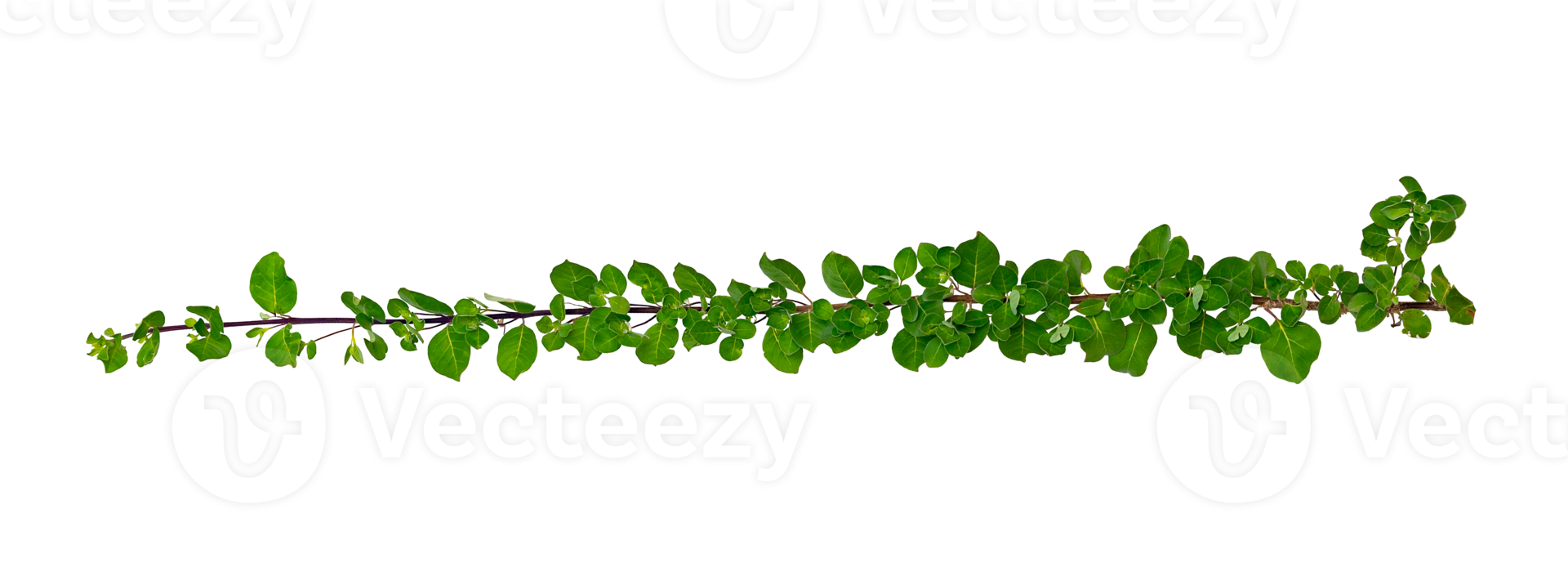 leaf vine Isolate on transparent background PNG file