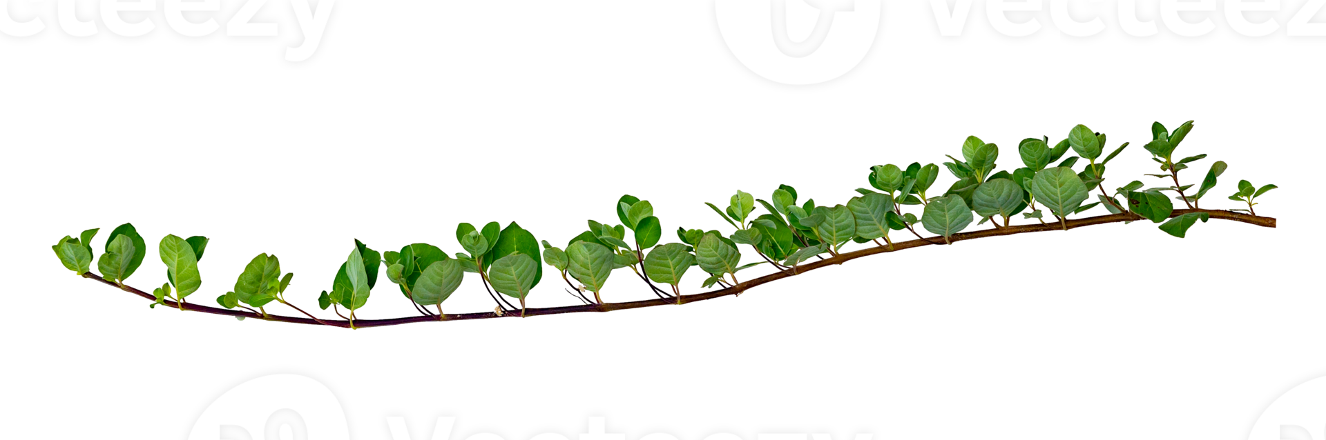 leaf vine Isolate on transparent background PNG file