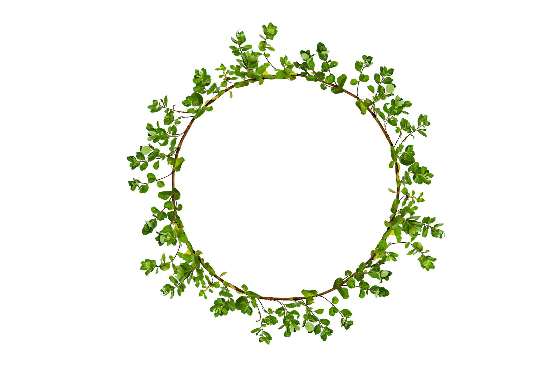 leaf vine circle Isolate on transparent background PNG file 13483463 PNG