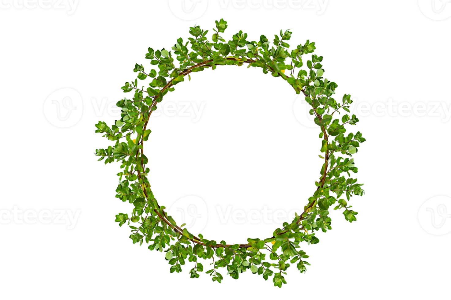 leaf vine circle Isolate on transparent background PNG file