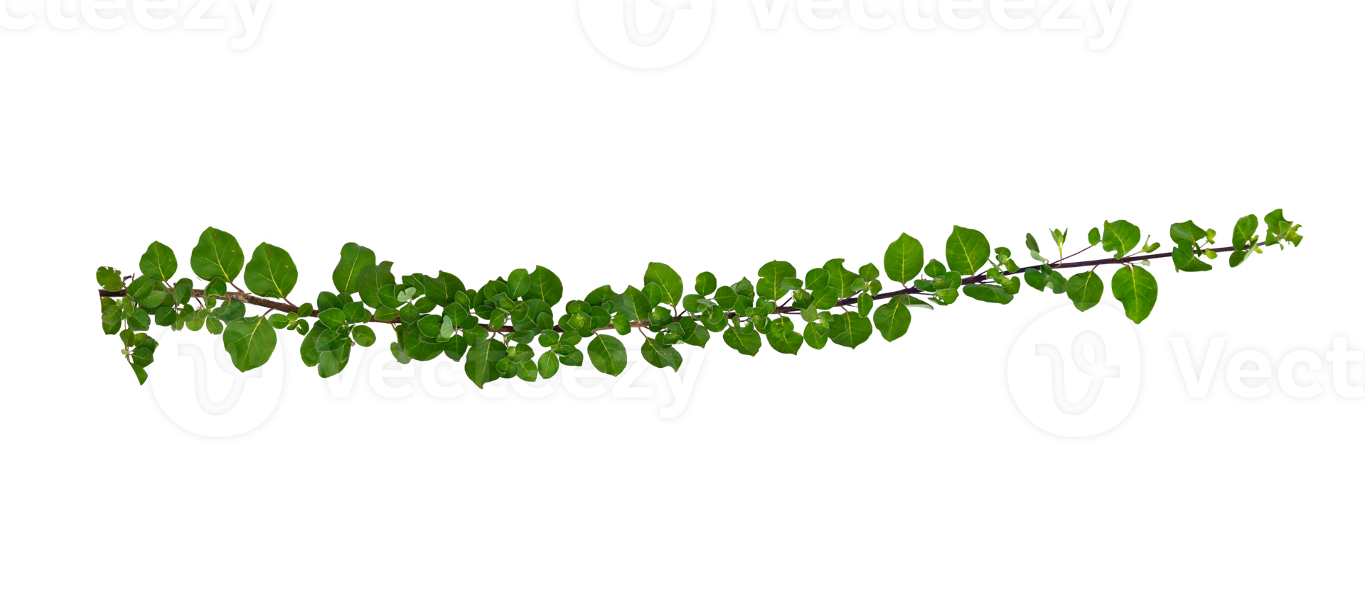 leaf vine Isolate on transparent background PNG file