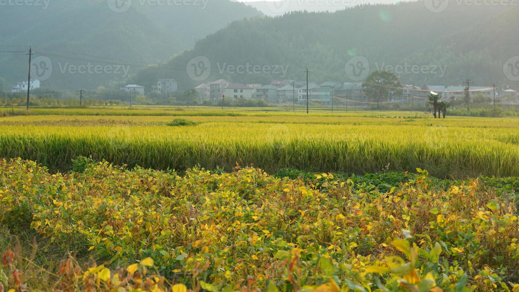 The rice field view with the mature rice in autumn in the countryside of the China photo