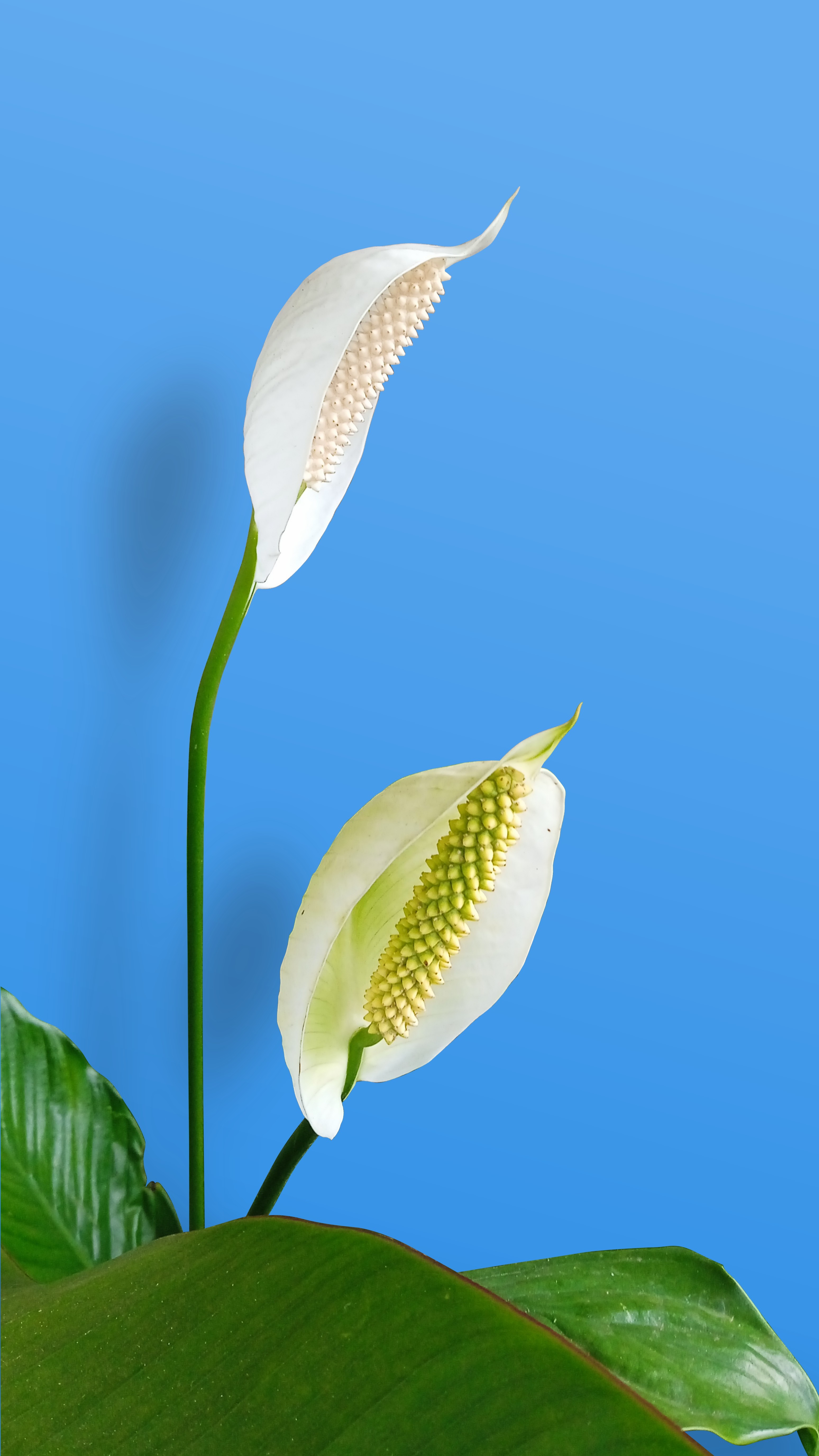 Background For Quotes Stock Photos, Images and Backgrounds for Free