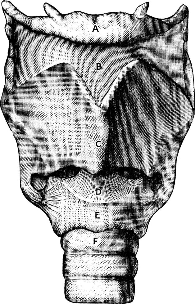 vista frontal de la laringe, ilustración antigua. vector
