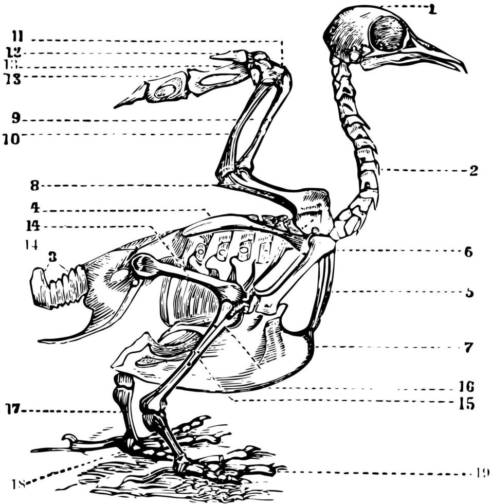 Bird Skeleton, vintage illustration. vector