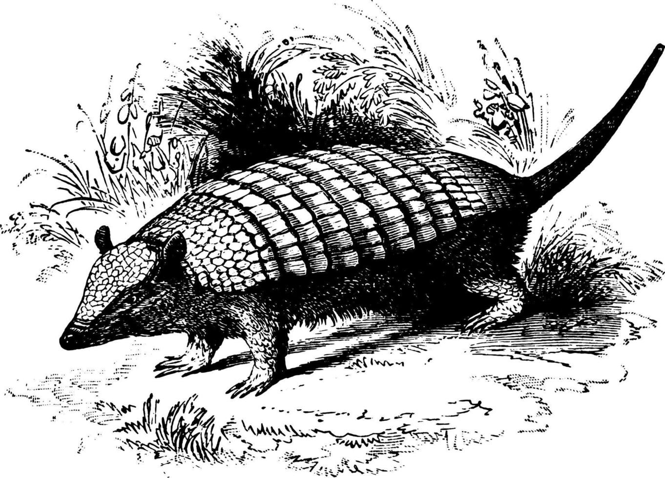 Armadillo, vintage illustration. vector