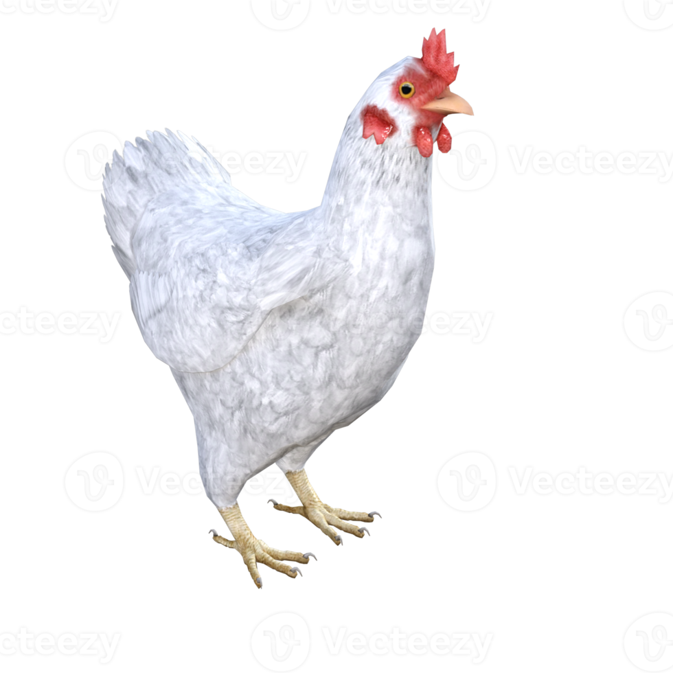 chicken 3d rendering png