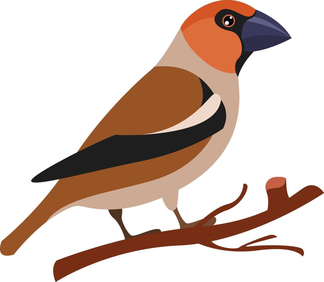 Hawfinch, illustration, vector on white background