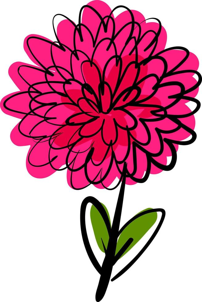 Dahlia flower, illustration, vector on white background.