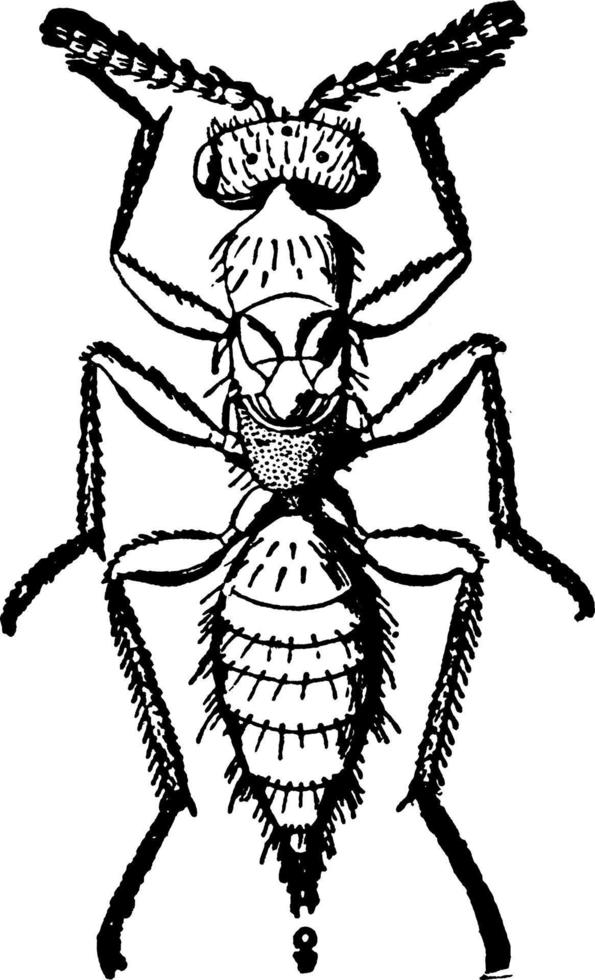 Isosoma or Isosoma tritici, vintage illustration. vector