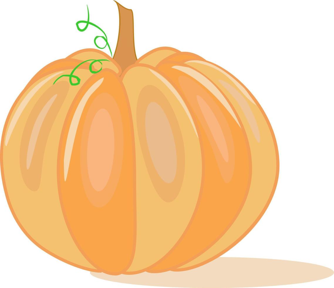 Pumpkin, illustration, vector on white background.