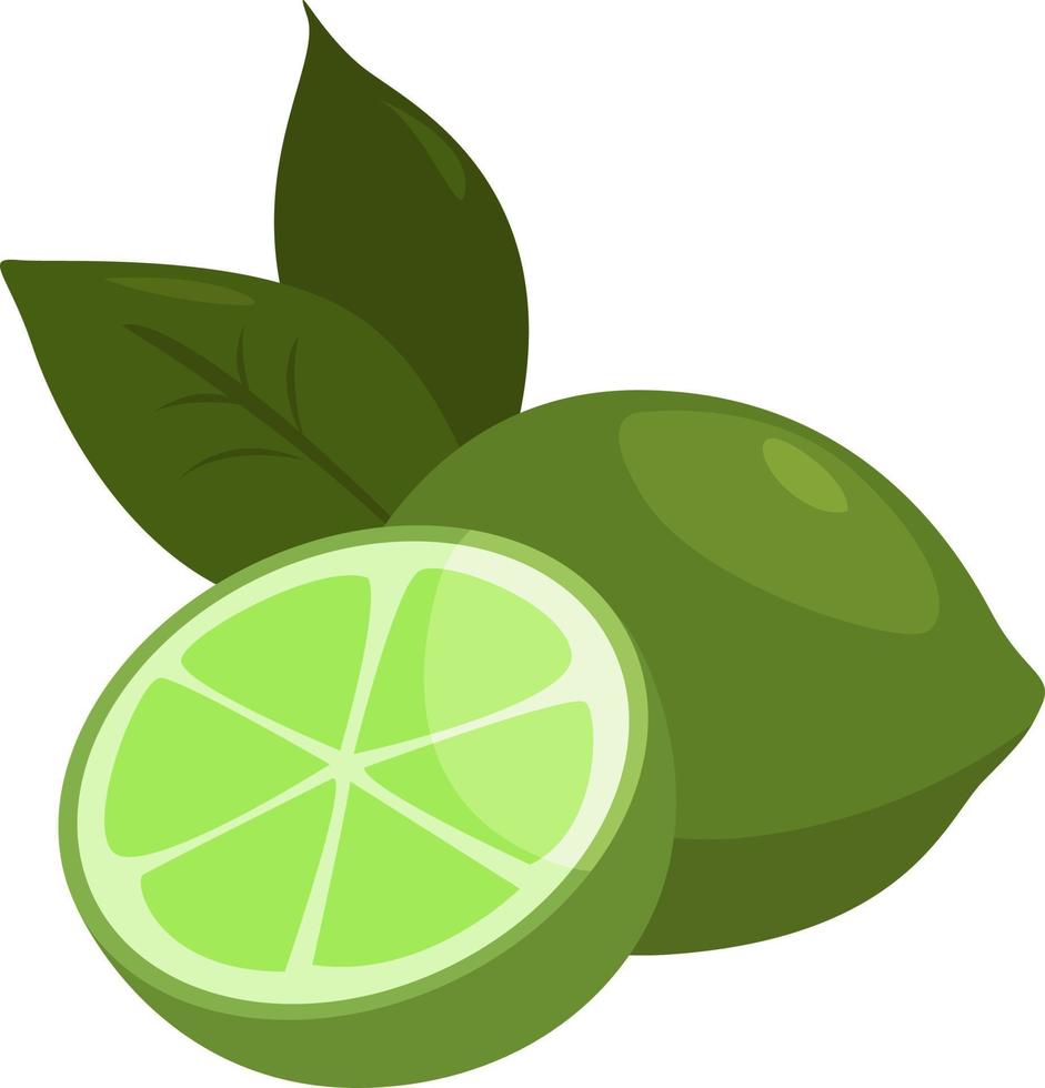 Two limes, illustration, vector on white background.