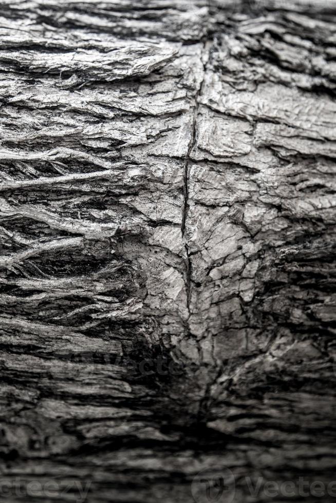Surface texture and trenches on the bark of tree trunk photo
