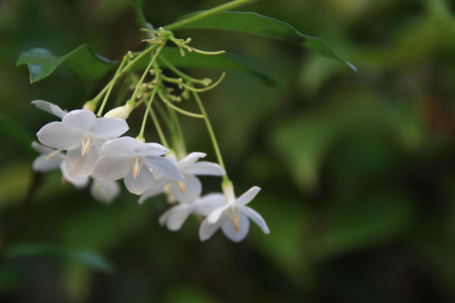 Wild Water Plum flowers blooming on bunch. photo