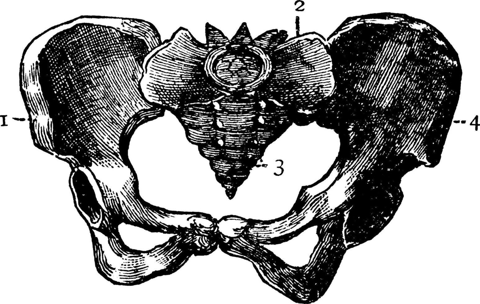 Pelvis, vintage illustration. vector