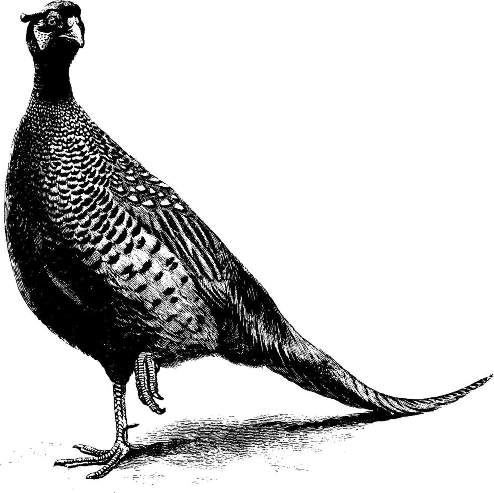 Pheasant, vintage illustration. vector