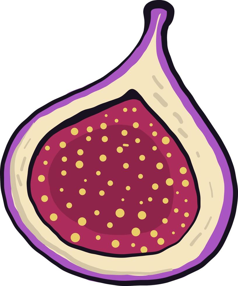 Fig in half, illustration, vector on a white background.