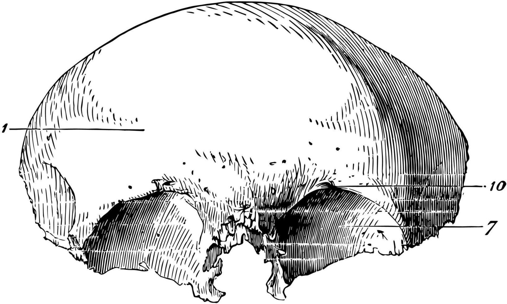 hueso frontal del cráneo humano, ilustración antigua. vector