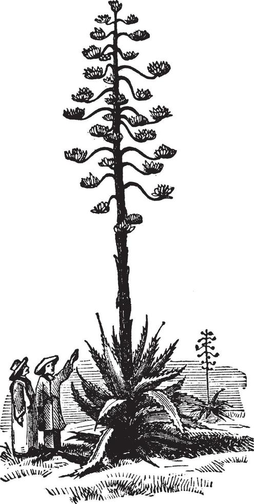 ilustración vintage de aloe americano. vector