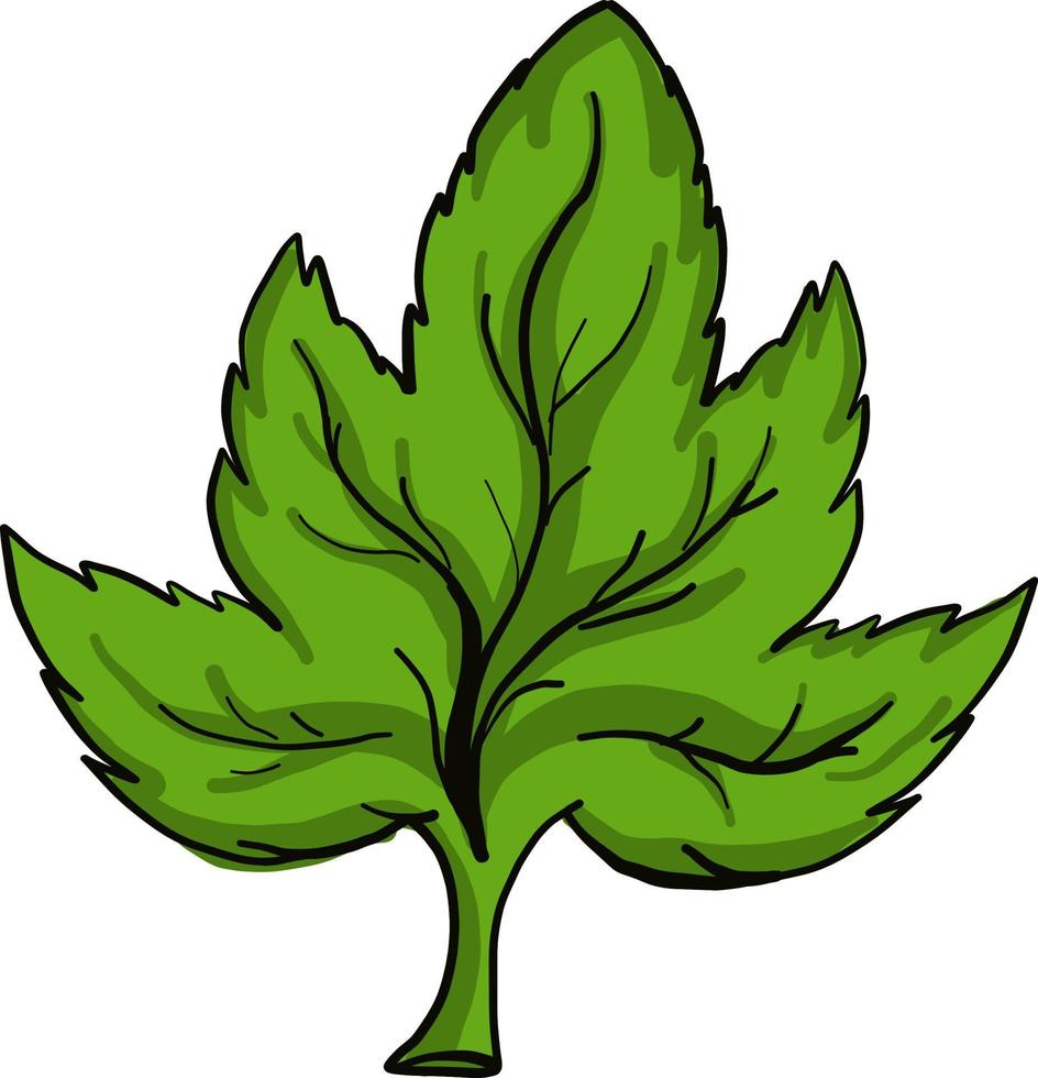 Big green leaf, illustration, vector on a white background.