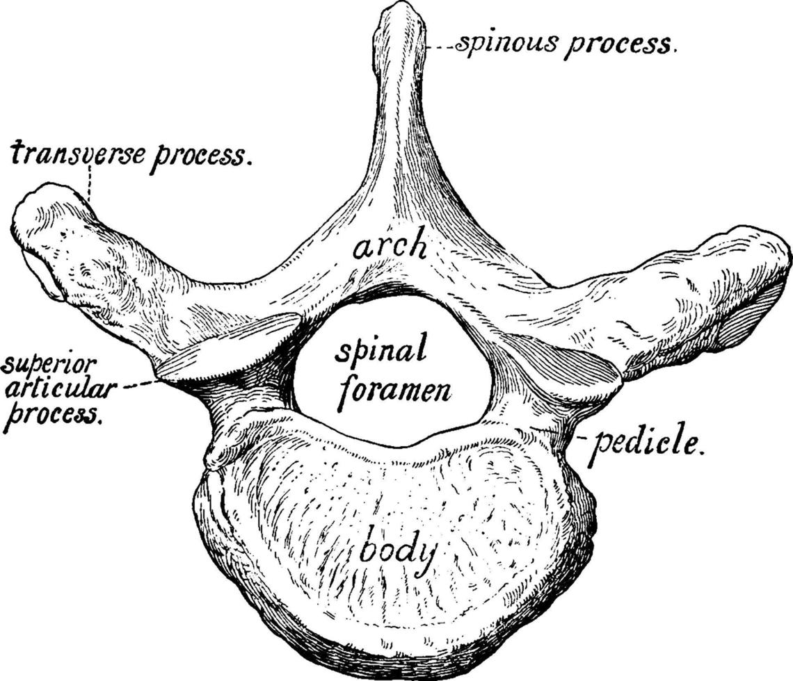 Vertebra, vintage illustration. vector