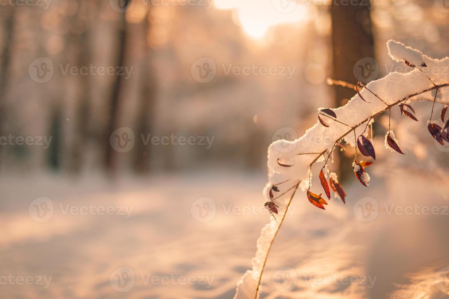 Winter nature closeup, soft sunlight blurred forest trees. Idyllic freedom adventure nature concept. Serene pathway into blurred forest trees. Inspirational calm nature landscape, warm sunny view photo