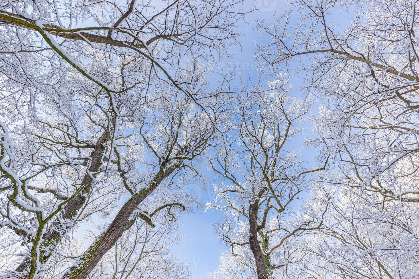 paisaje invernal con bosque cubierto de nieve. día soleado, aventura punto de vista bajo relajante cielo escénico y copas de los árboles. paisaje natural de invierno estacional, bosque congelado, paz serena foto