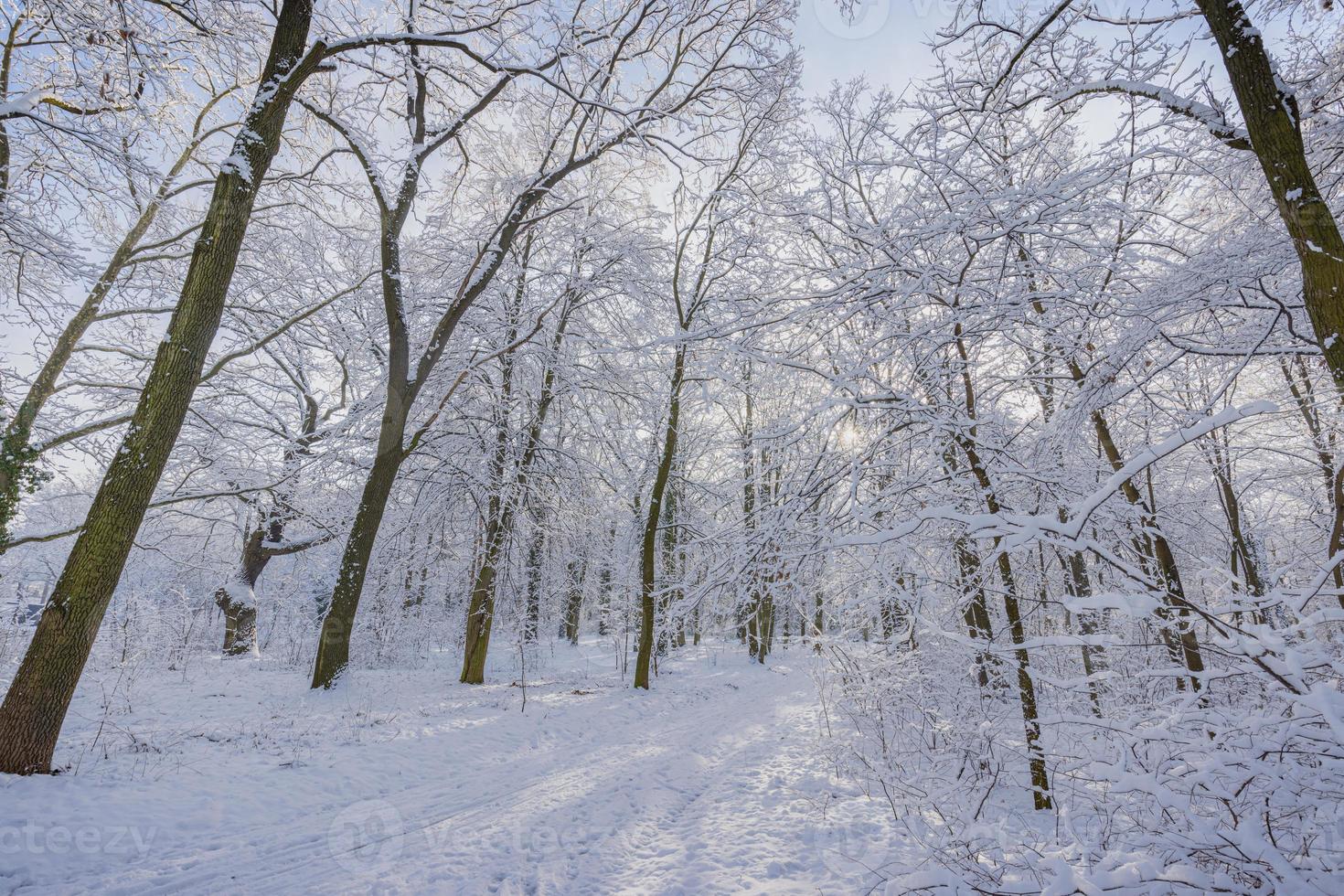 paisaje invernal con bosque cubierto de nieve. día soleado, caminatas de aventura en lo profundo del bosque, sendero o camino relajante vista panorámica. paisaje natural de invierno estacional, bosque congelado, paz serena foto