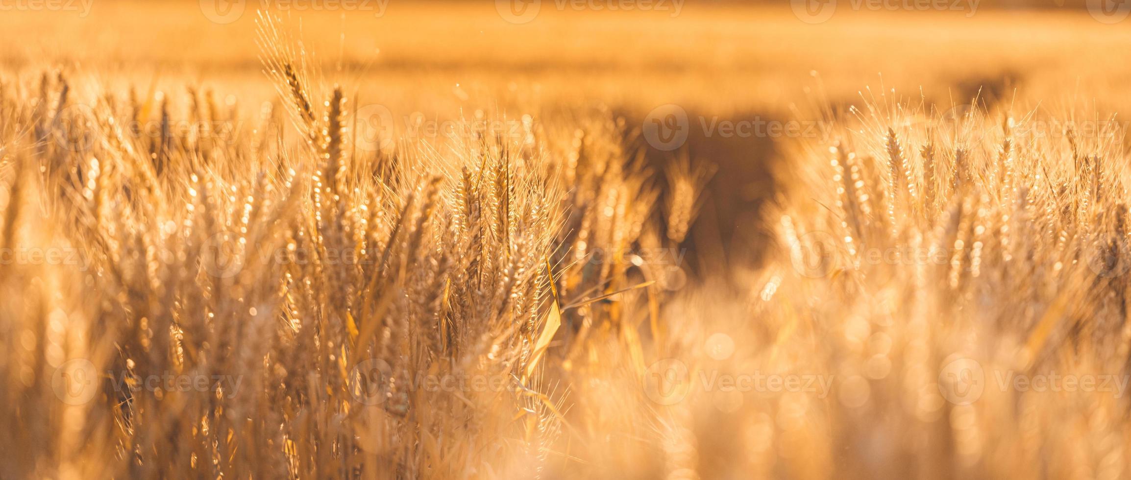 Wheat field sunset. Ears of golden wheat closeup. Rural scenery under shining sunlight. Close-up of ripe golden wheat, blurred golden Harvest time concept. Nature agriculture, sun rays bright farming photo