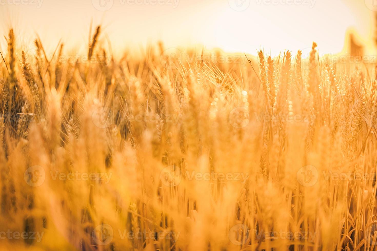 Wheat field sunset. Ears of golden wheat closeup. Rural scenery under shining sunlight. Close-up of ripe golden wheat, blurred golden Harvest time concept. Nature agriculture, sun rays bright farming photo