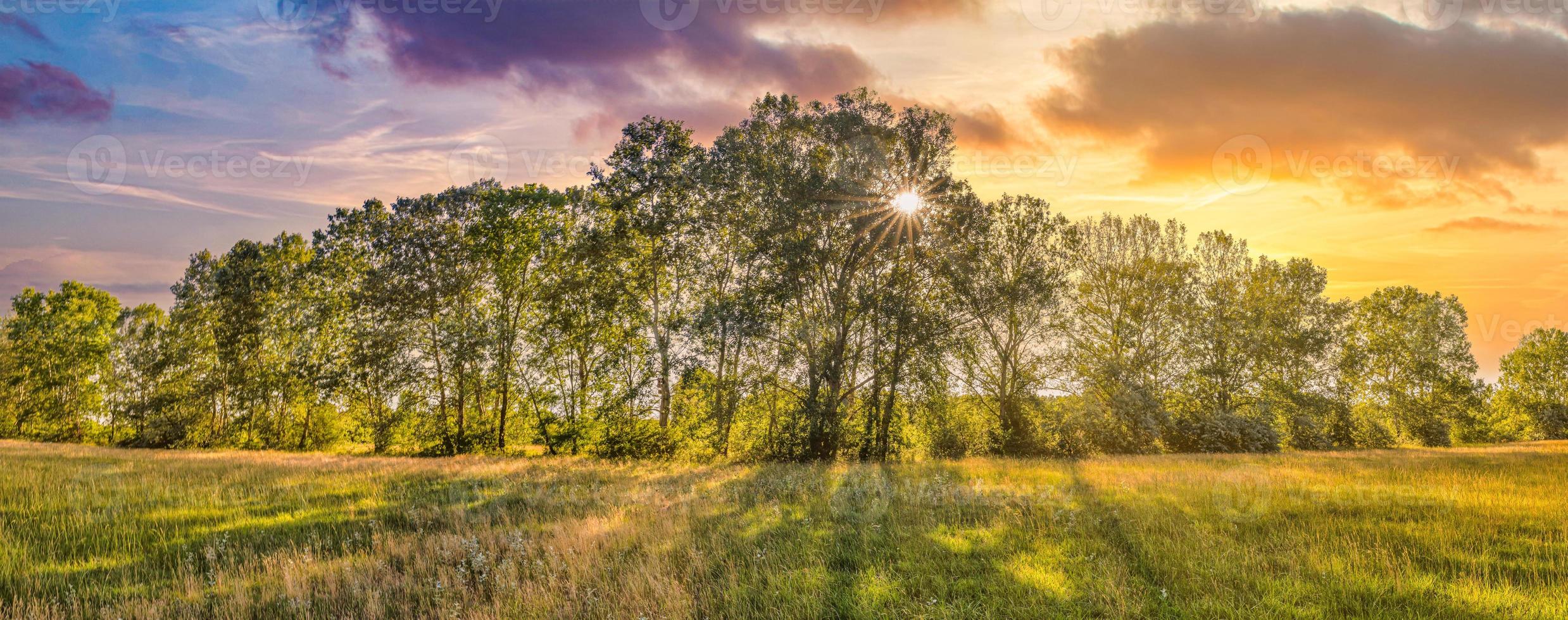 Abstract sunset field landscape of yellow flowers, closeup grass meadow warm golden hour sunset sunrise time. Tranquil spring summer nature forest background, colorful sunset sky. Idyllic nature photo