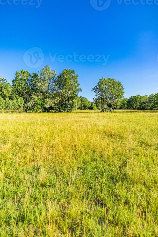 idílico paisaje de montaña con prados verdes frescos y flores silvestres en flor. vista idílica del campo de la naturaleza, vista natural rural al aire libre. idílico banner naturaleza, paisaje panorámico de primavera verano foto