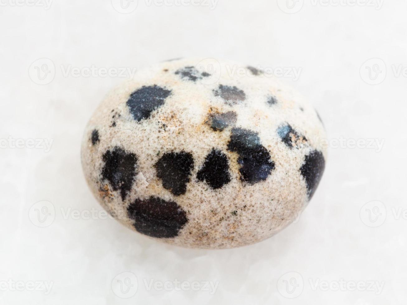polished dalmatian stone on white marble photo