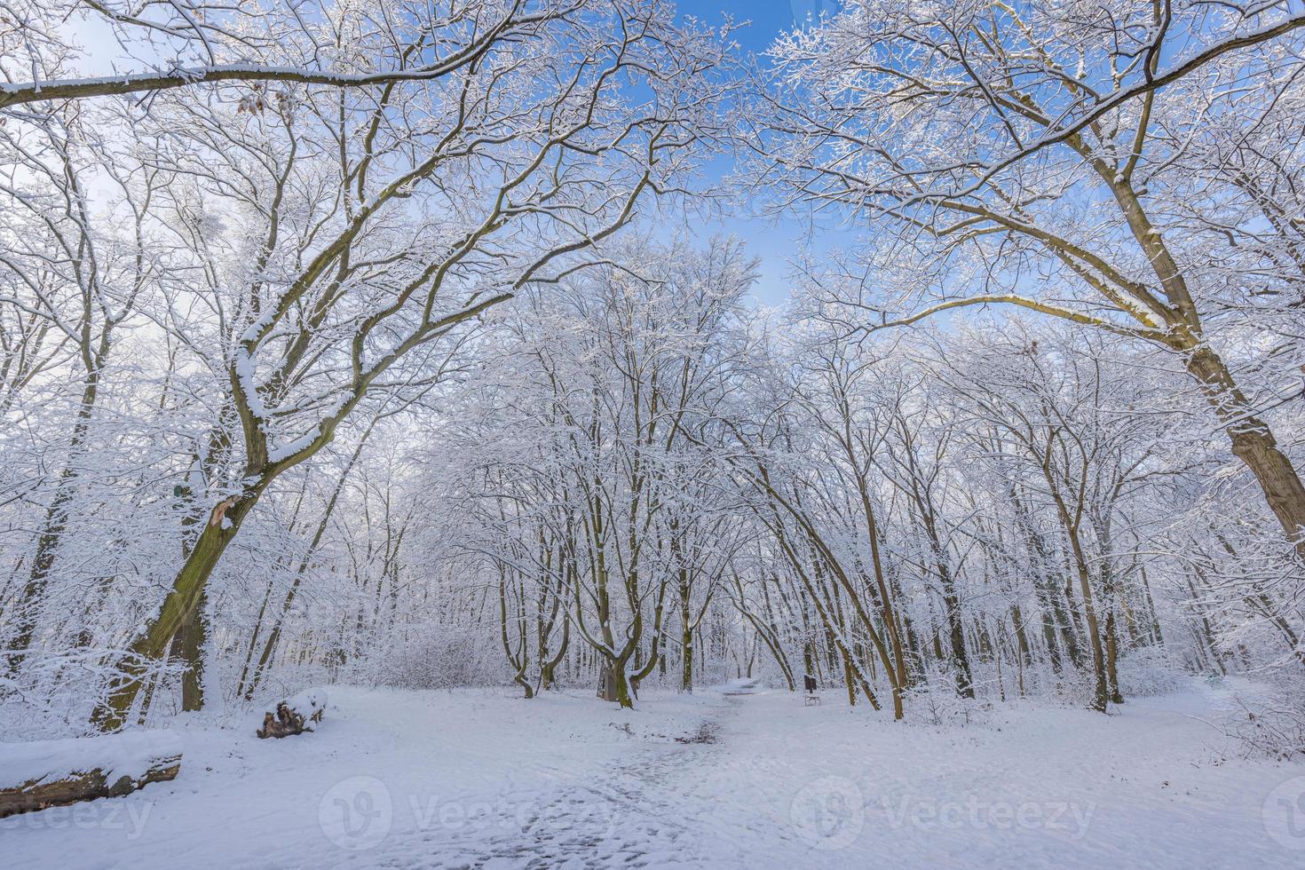 Winter landscape with snow-covered forest. Sunny day, adventure hiking deep in the forest, trail or pathway relaxing scenic view. Seasonal winter nature landscape, frozen woodland, serene peacefulness photo