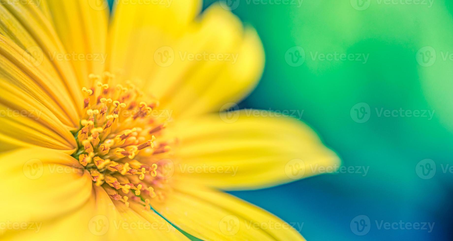 Yellow flower petals, closeup of chrysanthemum, beautiful pastel green blue abstract background. Panoramic nature floral garden macro. Bright bloom, love romance template. Beautiful serene nature photo