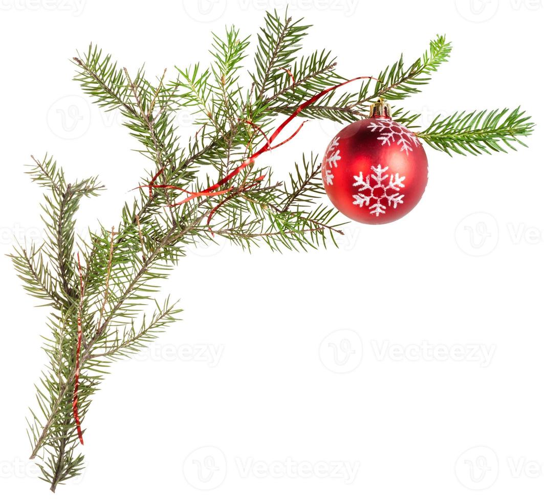 twig of fir tree with cone and red ball photo