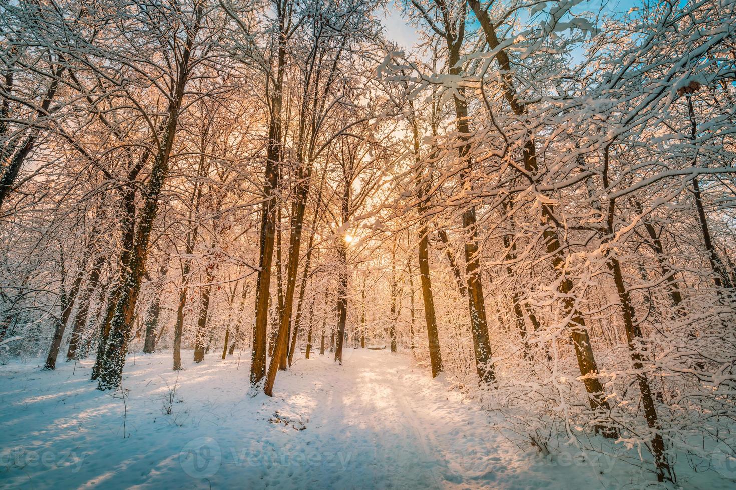 Winter landscape with snow-covered forest. Sunny day, adventure hiking deep in the forest, trail or pathway relaxing scenic view. Seasonal winter nature landscape, frozen woodland, serene peacefulness photo