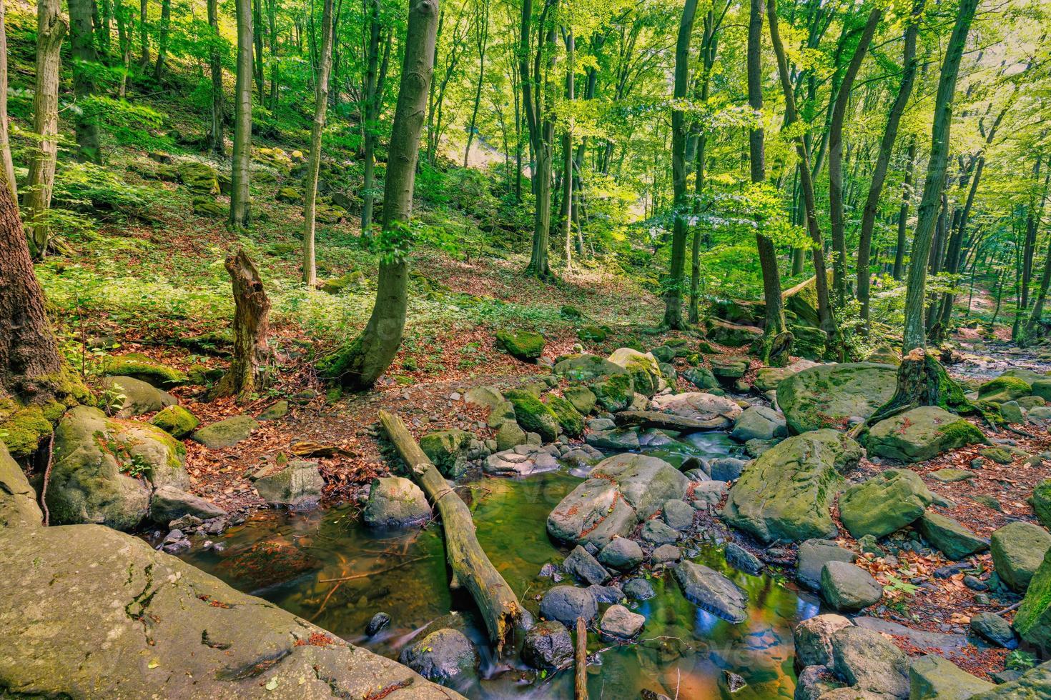 Cascades on clear creek in forest. Summer mountain stream landscape, soft sunlight. Hiking and travel outdoors adventure woodland, calm creek. Serene nature closeup, rocks, moss fresh green trees photo