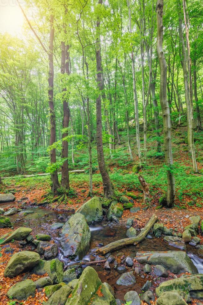 Cascades on clear creek in forest. Summer mountain stream landscape, soft sunlight. Hiking and travel outdoors adventure woodland, calm creek. Serene nature closeup, rocks, moss fresh green trees photo