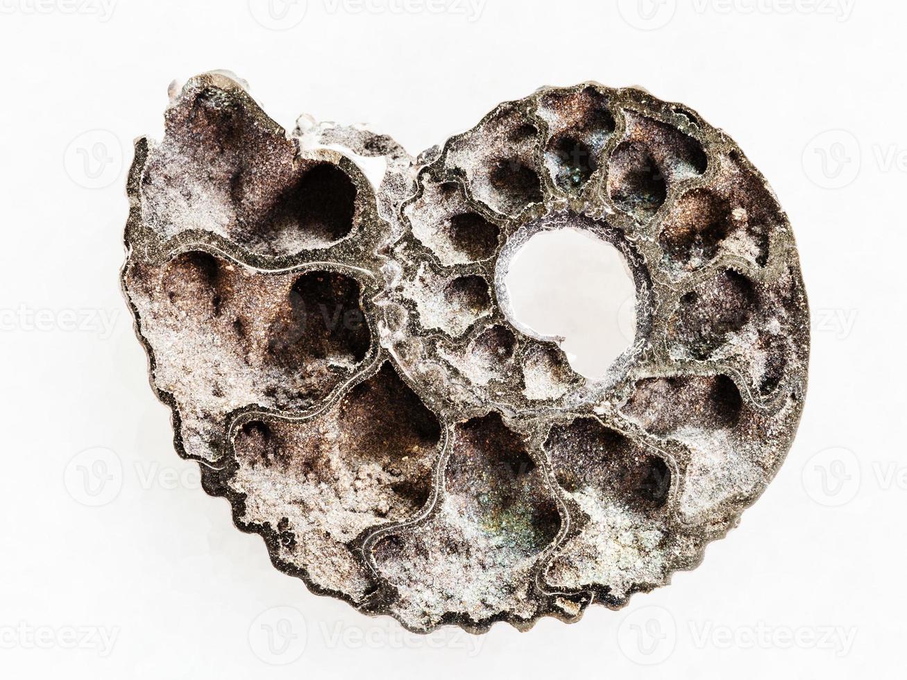 polished half of Ammonite fossil on white photo